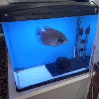 اکواریوم ماهیران ماهی گورامی رد جاینت