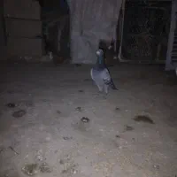 کبوتر مسافتی|پرنده|سراوان, |دیوار