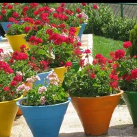 خدمات حرفه‌ای باغبانی درختکاری گلکاری تعویض خاک