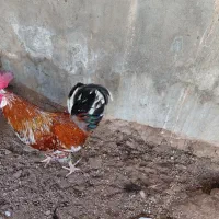 فروش خروس محلی