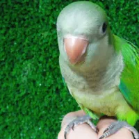 راهب دونخور|پرنده|کهریزک, |دیوار