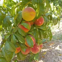 پیوند انواع درختان بادام ومیوه جات