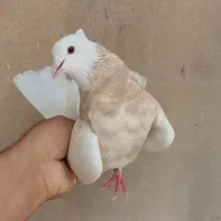 کبوتر طوقی ناب