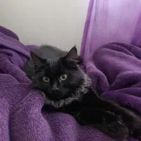 واگذاری گربه