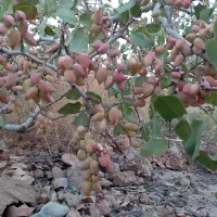 اجاره-4-ساله-18000-متر-باغ-پسته-12-ساله