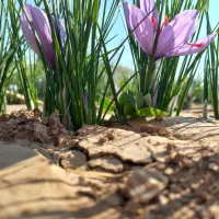 زعفران درجه یک یک همراه با بوی عطر|خوردنی و آشامیدنی|کوهدشت, |دیوار