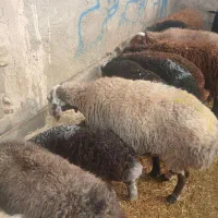 میش چاق قصر و میش و بره ومیش ابستن