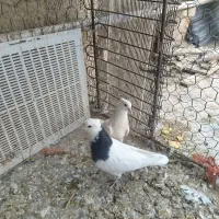 کبوتر|پرنده|کنگاور, |دیوار