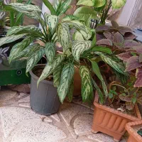 گل و گیاه|گل و گیاه طبیعی|مراغه, |دیوار