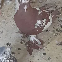 کبوتر طاووسی پلاکی وطوقی وراعبی|پرنده|تهران, امام زاده عبدالله|دیوار