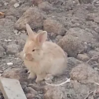 بچه خرگوش لوپ دورگه