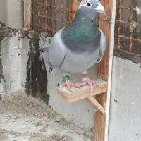 کفتر جفتگاه آلمانی|حیوانات|مشهد, کارمندان دوم|دیوار