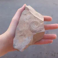 فسیل آمونیت