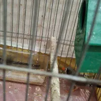 فنچ|پرنده|خمینیشهر, |دیوار