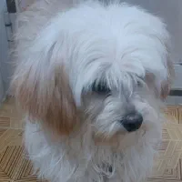 فروش زیباترین سگ دنیا|سگ|فولادشهر, باغشاد|دیوار