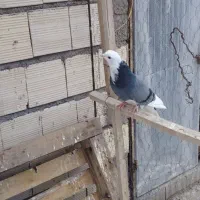 کبوتر