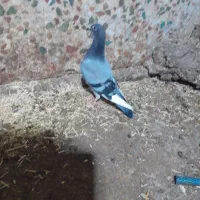 کبوتر جوجه پلاکی|پرنده|دزفول, |دیوار