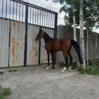 اسب نریان در اراک