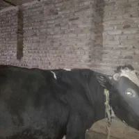 فروش دو راس گاو نر گوشتی|حیوانات مزرعه|مرند, |دیوار