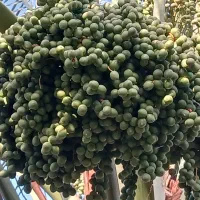 ۴۰۰پاچوش|خدمات باغبانی و درختکاری|رودان, |دیوار