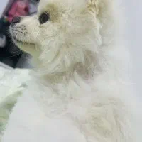 سگ پامر