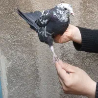 جوجه کفتر پرشی