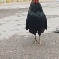 مرغ خروس