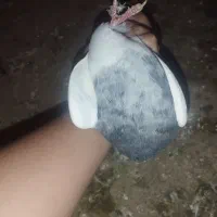 طوقی|پرنده|کوهرنگ, |دیوار