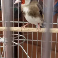 سهره نشوندار داغسر رسمی دورگ سره