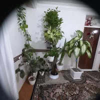 جای گلدون عنوان آگهی