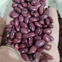 پخش عمده حبوبات|عمدهفروشی|کرج, شهرک صنعتی بهارستان|دیوار