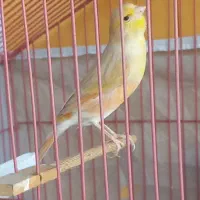 قناری.سهره