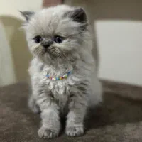 بانمکای تربیت شده