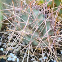 گل گیاه طبیعی کاکتوس|گل و گیاه طبیعی|محمدیه-قزوین, |دیوار