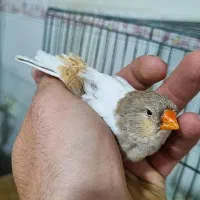 صادرات فنچ و طوطی سان