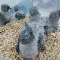 فروش و معاوضه کاسکو و کاکادو|پرنده|تهران, جوانمردان (اندیشه)|دیوار