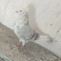 ۶عدد کفتر خوب پرشی