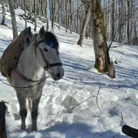 اسب نریون فروشی