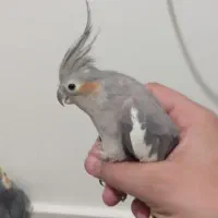 عروس هلندی یه جفت|پرنده|سنگر, |دیوار