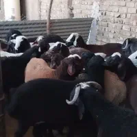 بره چاق وبره لاغر پرواری گوساله وگوشت|حیوانات مزرعه|جعفرآباد, |دیوار