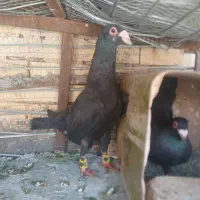 جفت کلاغ