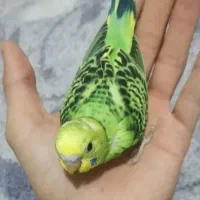 عروس هلندی مرغ عشق
