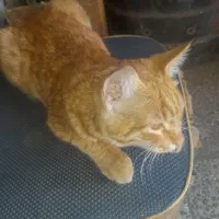 واگذاریگربه