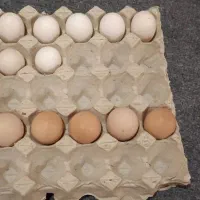 تخم مرغ لاری و محلی نطفه‌دار