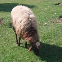 فروش یک راس میش 2ساله