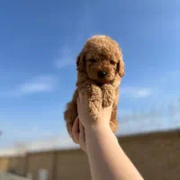 توی پودل ماده