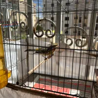 قناری نر شلاقی