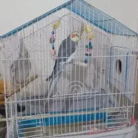 ۳ تا عروس هلندی اهلی