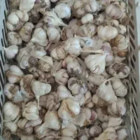 سیر ...|خوردنی و آشامیدنی|اردکان, |دیوار