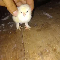 جوجه